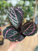 Kép betöltése a galériamegjelenítőbe: Calathea roseopicta "Dottie"