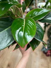 Kép betöltése a galériamegjelenítőbe: Aglaonema "Sapphire" - Rákvirág - Chinese Evergreen