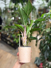 Kép betöltése a galériamegjelenítőbe: Aglaonema "Sapphire" - Rákvirág - Chinese Evergreen