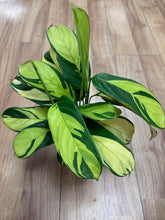 Kép betöltése a galériamegjelenítőbe: Ctenanthe lubbersiana - Ctenanthe "Golden mosaic" - Tropical Home
