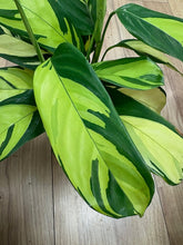Kép betöltése a galériamegjelenítőbe: Ctenanthe lubbersiana - Ctenanthe "Golden mosaic" - Tropical Home