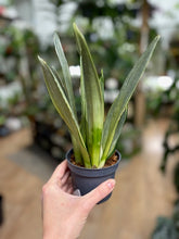 Kép betöltése a galériamegjelenítőbe: Sansevieria trif. "Silver spears" - Anyósnyelv