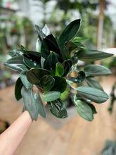 Kép betöltése a galériamegjelenítőbe: Scindapsus treubii "Dark form"