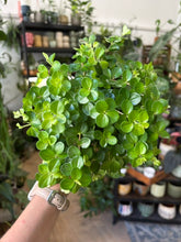 Kép betöltése a galériamegjelenítőbe: Peperomia rotundifolia 11cm