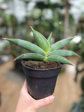 Kép betöltése a galériamegjelenítőbe: Sansevieria "Almond silver"- Anyósnyelv