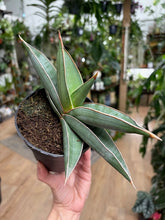 Kép betöltése a galériamegjelenítőbe: Sansevieria "Almond silver"- Anyósnyelv