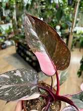 Kép betöltése a galériamegjelenítőbe: Philodendron "Pink princess marble" 12cm
