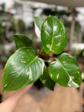 Kép betöltése a galériamegjelenítőbe: Philodendron "White princess"