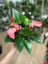 Kép betöltése a galériamegjelenítőbe: Anthurium andreanum "Matata"