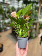 Kép betöltése a galériamegjelenítőbe: Anthurium andreanum "Matata"