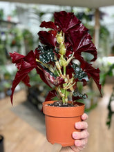 Kép betöltése a galériamegjelenítőbe: Begonia "Black forest"