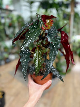 Kép betöltése a galériamegjelenítőbe: Begonia "Black forest"