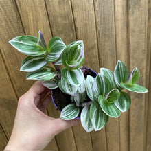 Kép betöltése a galériamegjelenítőbe: Tradescantia albiflora "Nanouk white" - Pletyka "Nanouk" - Inch plant - Tropical Home
