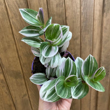 Kép betöltése a galériamegjelenítőbe: Tradescantia albiflora "Nanouk white" - Pletyka "Nanouk" - Inch plant - Tropical Home