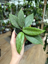 Kép betöltése a galériamegjelenítőbe: Hoya verticillata IML 1618 (Hoya wibergiae)