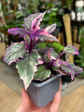Kép betöltése a galériamegjelenítőbe: Gynura aurantiaca "Purple passion" variegata - Bíbor bársonylevél