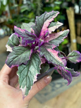 Kép betöltése a galériamegjelenítőbe: Gynura aurantiaca "Purple passion" variegata - Bíbor bársonylevél