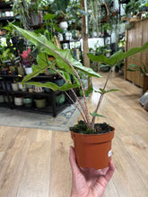 Kép betöltése a galériamegjelenítőbe: Alocasia sp. Sulawesi- "Sabrina narrow"