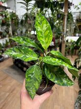 Kép betöltése a galériamegjelenítőbe: Aglaonema pictum tricolor 10cm - Rákvirág - Chinese Evergreen