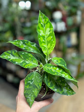 Kép betöltése a galériamegjelenítőbe: Aglaonema pictum tricolor 10cm - Rákvirág - Chinese Evergreen