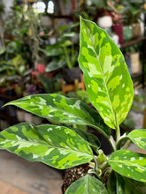 Kép betöltése a galériamegjelenítőbe: Aglaonema pictum tricolor 10cm - Rákvirág - Chinese Evergreen