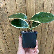 Kép betöltése a galériamegjelenítőbe: Hoya australis albomarginata "Blondie" - Viaszvirág - Tropical Home