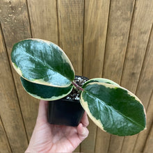 Kép betöltése a galériamegjelenítőbe: Hoya australis albomarginata "Blondie" - Viaszvirág - Tropical Home