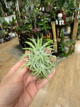 Kép betöltése a galériamegjelenítőbe: Tillandsia ionantha csoport - Air plant