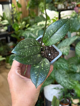 Kép betöltése a galériamegjelenítőbe: Hoya crassipetiolata splash round leaf 8cm