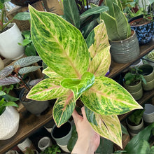 Kép betöltése a galériamegjelenítőbe: Aglaonema "Peach pearl" - Rákvirág - Chinese Evergreen - Tropical Home
