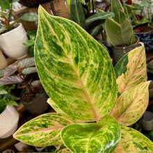 Kép betöltése a galériamegjelenítőbe: Aglaonema "Peach pearl" - Rákvirág - Chinese Evergreen - Tropical Home