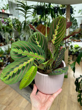 Kép betöltése a galériamegjelenítőbe: Maranta leuconeura Tricolor - Nyílgyökér - ajándékcsomag - Tropical Home