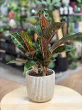 Kép betöltése a galériamegjelenítőbe: Aglaonema "Red ruby" - karácsonyi ajándékcsomag