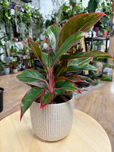 Kép betöltése a galériamegjelenítőbe: Aglaonema "Crete" - karácsonyi ajándékcsomag