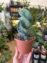 Kép betöltése a galériamegjelenítőbe: Cereus forbesii 'Spiralis' - Spirálkaktusz 10cm