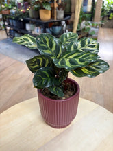 Kép betöltése a galériamegjelenítőbe: Calathea makoyana - karácsonyi ajándékcsomag