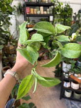 Kép betöltése a galériamegjelenítőbe: Scindapsus treubii "Mint" 12cm