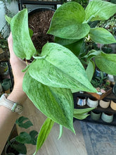 Kép betöltése a galériamegjelenítőbe: Scindapsus treubii "Mint" 12cm