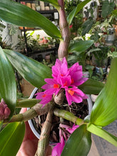Kép betöltése a galériamegjelenítőbe: Dendrobium hibiki
