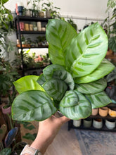 Kép betöltése a galériamegjelenítőbe: Calathea 9cm