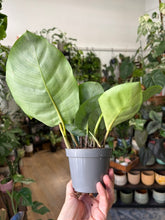 Kép betöltése a galériamegjelenítőbe: Calathea 9cm