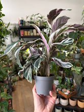 Kép betöltése a galériamegjelenítőbe: Calathea "White fusion" 9cm
