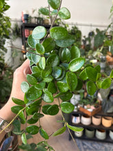 Kép betöltése a galériamegjelenítőbe: Hoya mathilde 9cm - Viaszvirág - Wax plant