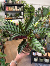 Kép betöltése a galériamegjelenítőbe: Calathea gandersii 11cm