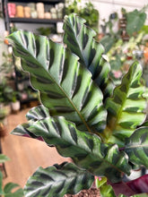 Kép betöltése a galériamegjelenítőbe: Calathea gandersii 11cm