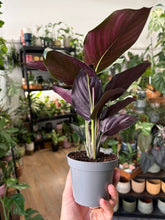 Kép betöltése a galériamegjelenítőbe: Calathea ornata "Beauty star" 9cm - Zebralevél