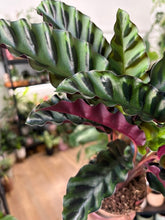Kép betöltése a galériamegjelenítőbe: Calathea gandersii 11cm