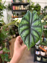 Kép betöltése a galériamegjelenítőbe: Alocasia "Dragon scale" 6cm