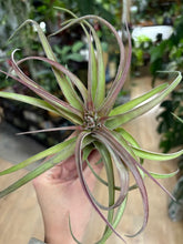 Kép betöltése a galériamegjelenítőbe: Tillandsia "Eric Knobloch" - Air plant