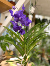 Kép betöltése a galériamegjelenítőbe: Vanda - Pártáskosbor - Lila